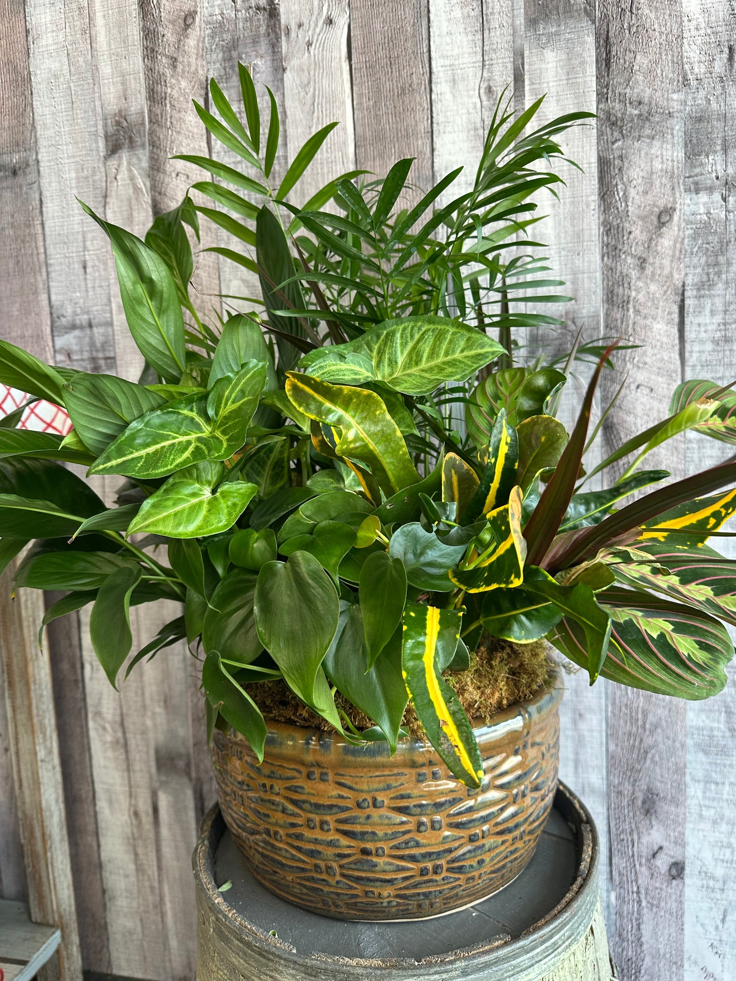 10 " Botanical DishGarden