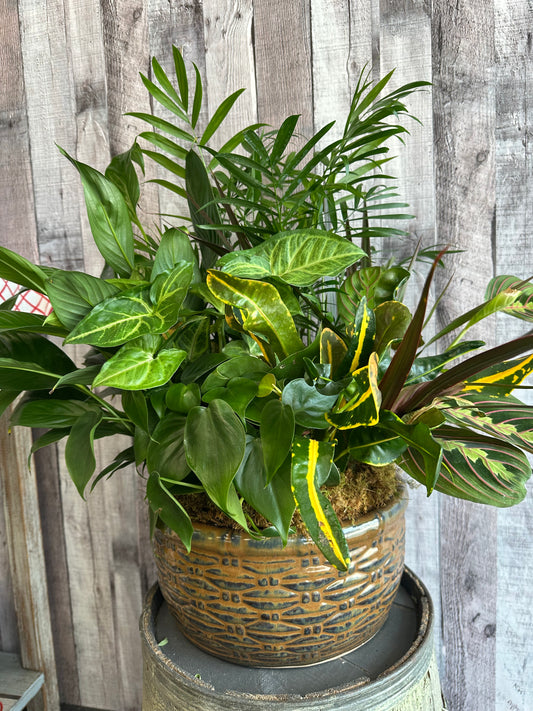 10 " Botanical DishGarden