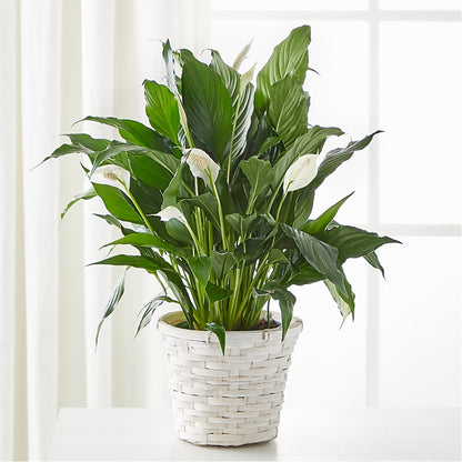 A New Leaf Peace Lily