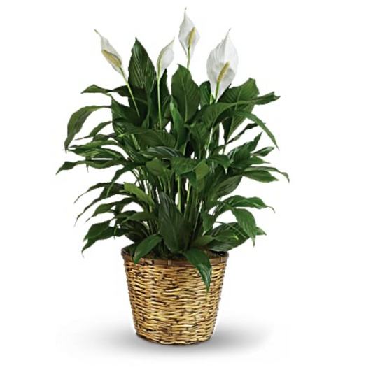 Spathiphyllum 8"